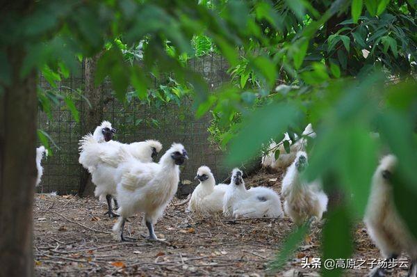 乌鸡饲料-乌鸡饲料吃什么好