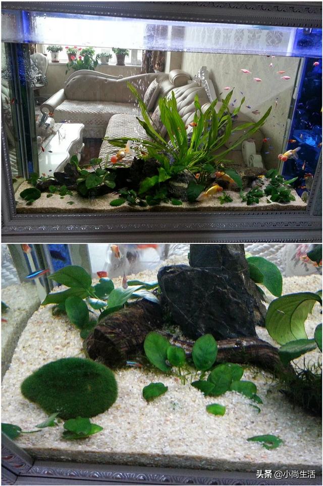 鱼缸如何搭配水草推荐好(图12)