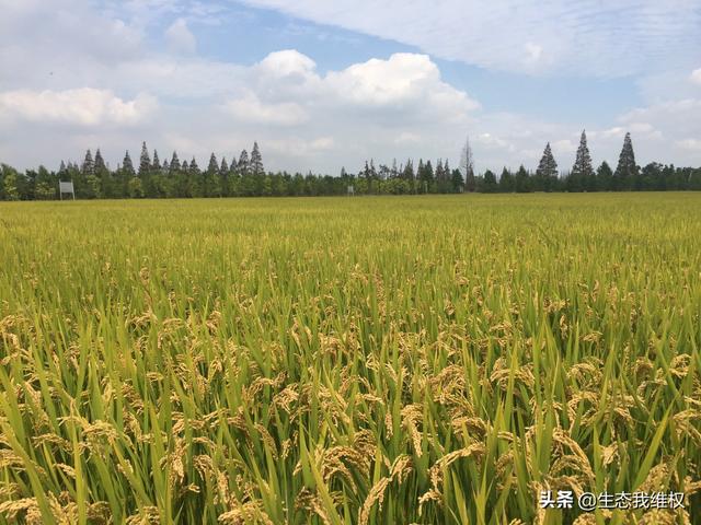医疗保险崇明办理中心电话_上海医保卡去哪里领取 换工作了？