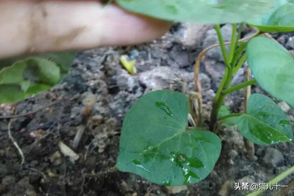 阳台红薯种植,阳台红薯种植技术与管理