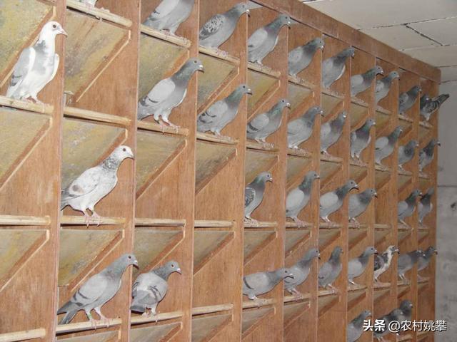 空房子养殖什么挣钱快而且有销路 空房子养殖什么挣钱快？