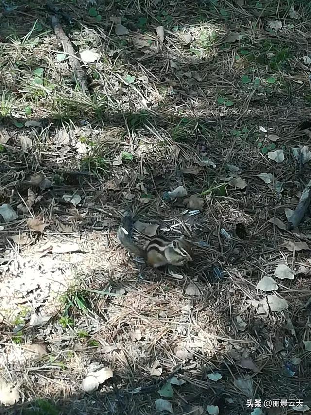 长春市二道区纸飞机账号购买渠道