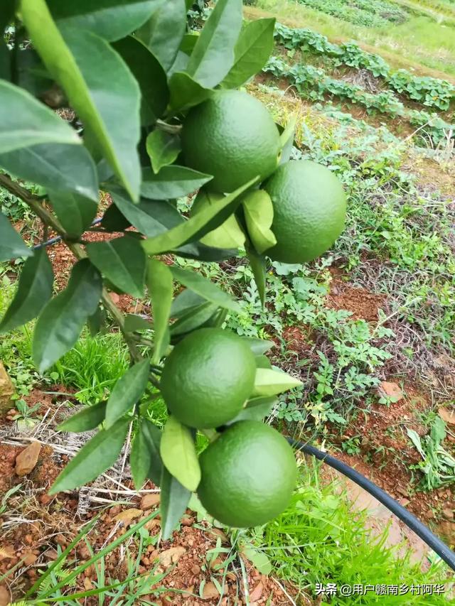 怀化哪里有野果园种植,怀化哪里有野果园种植的