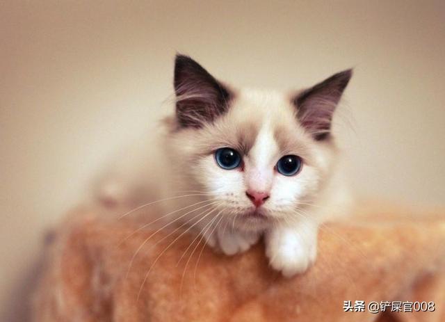 如何治猫口炎