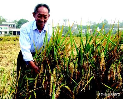 植物传播种子的方法? 植物传播种子的方法有哪些?!