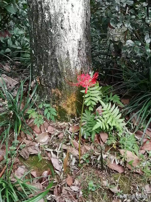 怎么改善水果口感不好(图1)