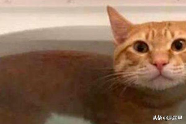 猫咪洗澡可以用人类的洗发水、沐浴乳吗,第3张