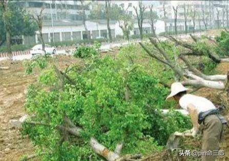 绿化种植土要求 养护多少天 草本植物,绿化种植土要求 养护多少天 草本植物