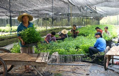 苗木如何种植 花卉,苗木如何种植 花卉视频