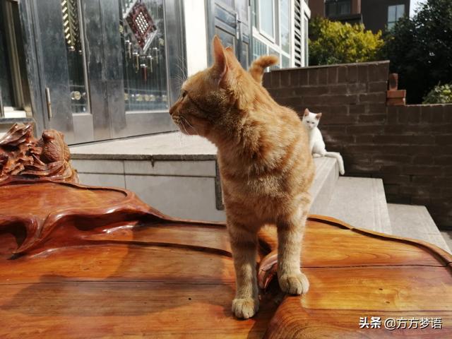 猴子钓鱼，猴子钓鱼动画片