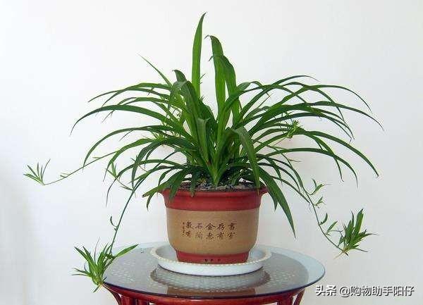 请问各位大侠，什么植物既不怕晒又能制造氧气，适合放在卧室里？-{绿植放卧室会吸收氧气吗？}-图1