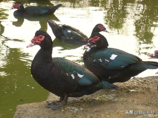 农业种植致富经养殖水鸭，养殖水鸭技术