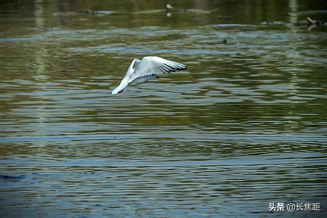 raw格式怎么转换jpg（raw格式怎么转换jpg文件大小会不会变小）