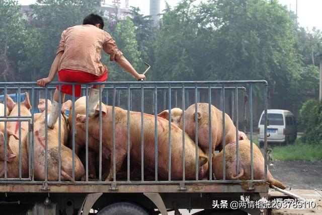 广西百色小猪价格-广西百色市养猪场的小猪的价格