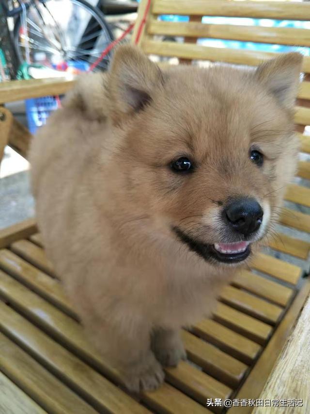 求助-拉布拉多幼犬怎么训练去卫生间大小便,第1张