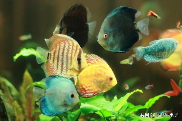 七彩鱼不吃食,总是躲在角落怎么办