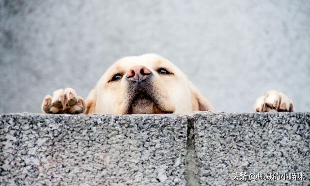 金毛犬有泪痕怎么办,第1张