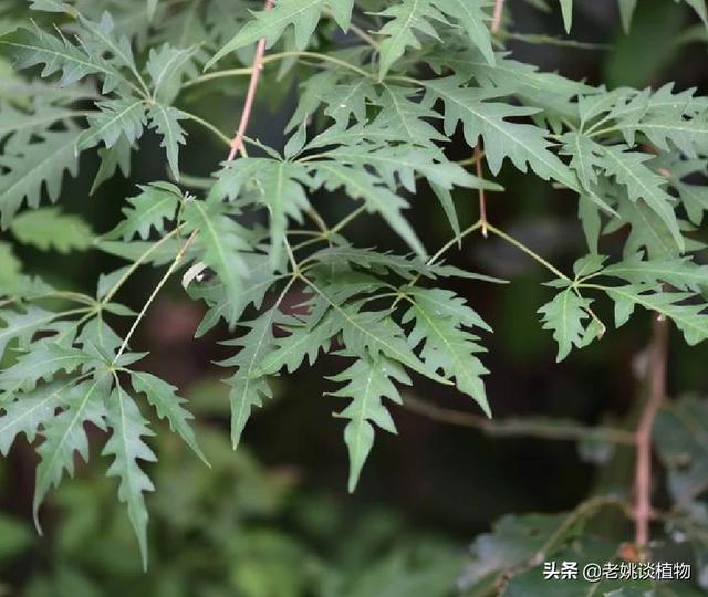 荆条 （荆条蜜的功效与作用）