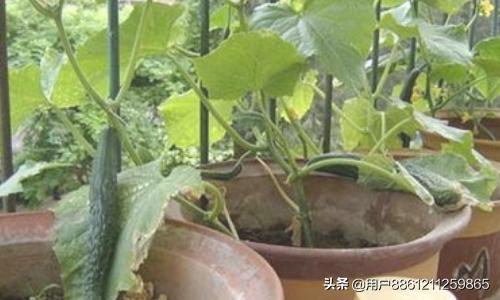 蔬菜怎么花园种植好看呢,蔬菜怎么花园种植好看呢视频