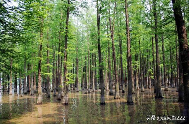 水杉是什么植物?水杉是什么植物裸子还是被子!