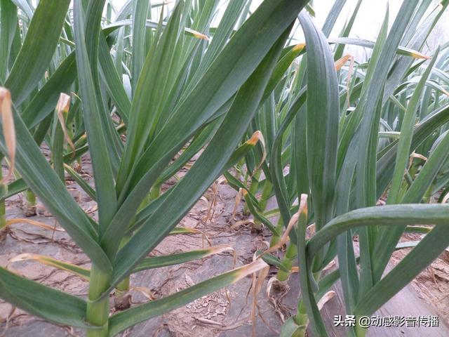 济南市商河县大蒜多少钱