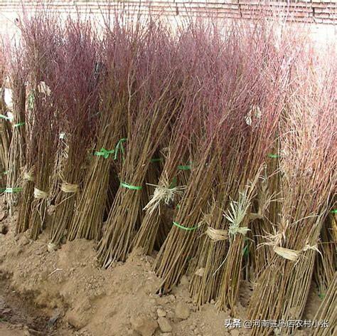 苹果种植果园规划与设计,苹果种植果园规划与设计方案