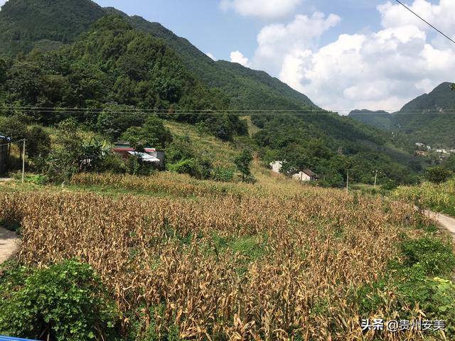 农产品种植项目计划书 农业企业愿景简述范文？