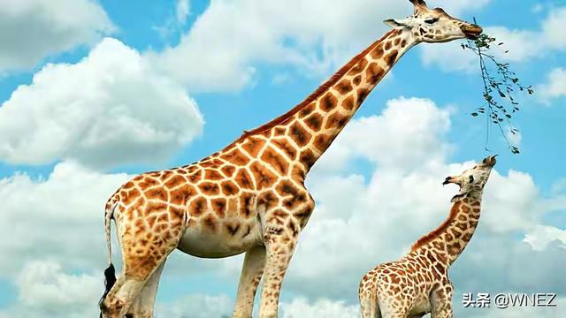 会说话的长颈鹿 会说话的长颈鹿安卓下载-第2张图片-Game优搜