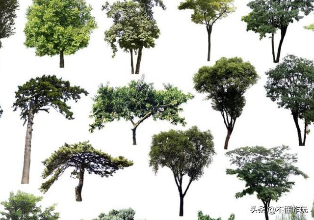树木名称大全500种（树木名称大全500种和他的特点）