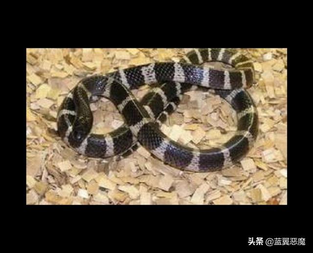 黑白条纹腿袜怎么搭配(图1)
