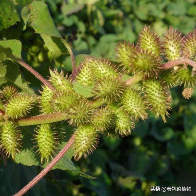 植物是怎样传播种子的? 植物是怎样传播种子的方法二年级!