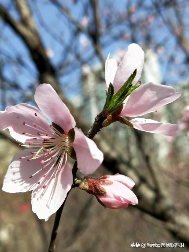 淡淡女人味淡淡女人味斗音他有多少岁