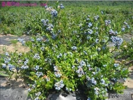 花园蓝莓种植基地图片,花园蓝莓种植基地图片大全