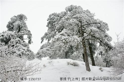 常用的树木的特别和特征