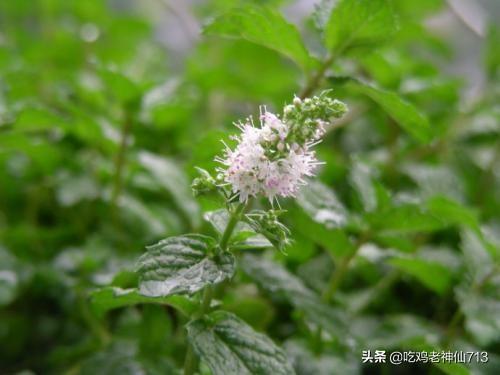 薄荷会开花、结籽吗？如何繁殖？：薄荷开花图片