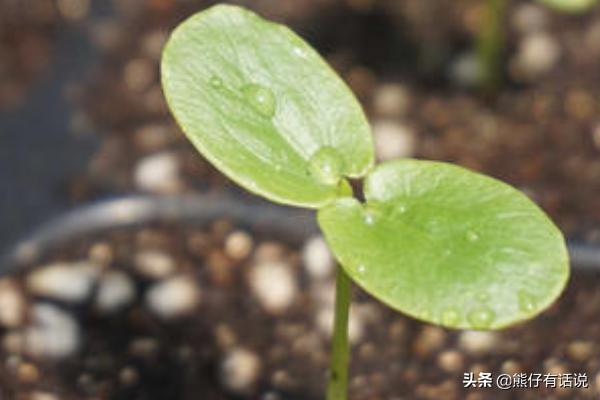 百香果盆栽种植方法，百香果盆栽种植方法和技巧