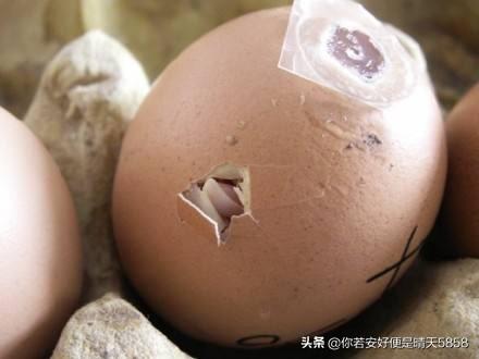 手工破壳(手工破壳后乌龟不动)