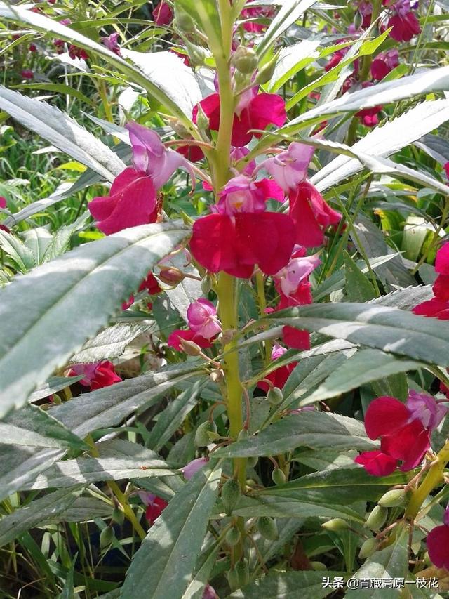 草花设计效果图照片