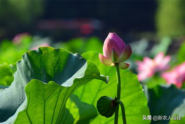 喜欢荷花的女人的性格(图2)