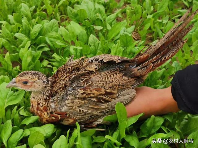 河南合作养殖怎么样