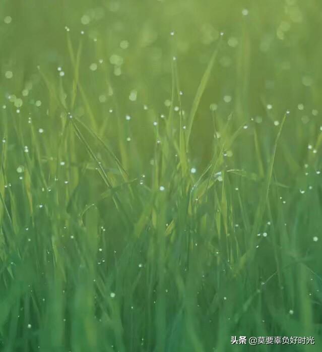 河南水稻一年几熟？