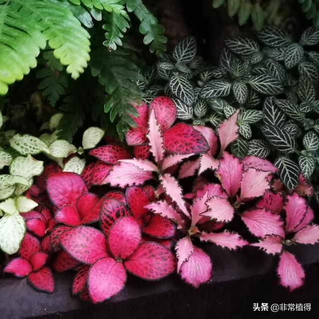 花园适合种植绿色植物,花园适合种植绿色植物吗