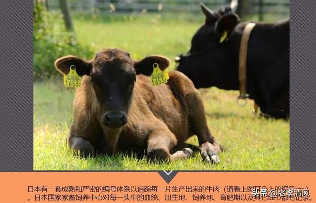 和牛的等级判定,第6张