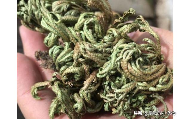 九死还魂草的功效?九死还魂草的功效与作用!