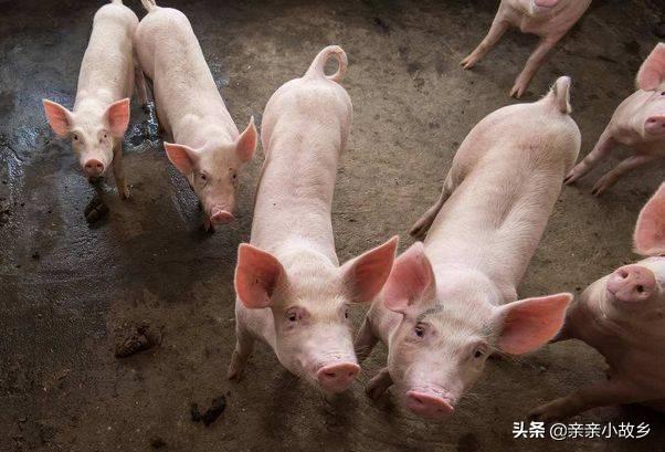 畜牧养殖培训计划方案 我要去养猪，想学学畜牧方面的知识，该如何学起？