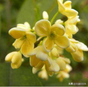 桂花的功效与作用（桂花怎么处理才能吃）