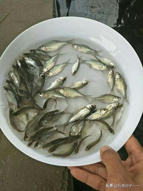 淡水养殖什么最赚钱? 养殖淡水鱼亩产利润多少？