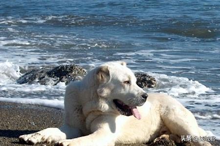 各种大型猛犬一览,第6张