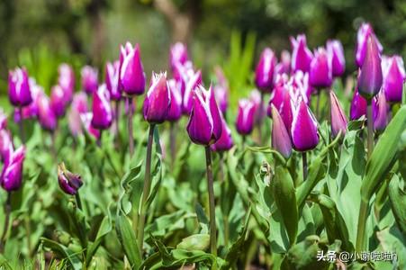 郁金香花语和寓意-郁金香花语和寓意诗句