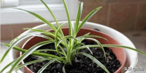 吊兰的养殖方法和注意事项盆栽金也